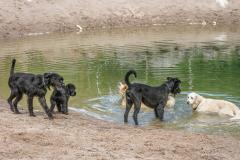 Pohjavesiperäinen pihalampi - koiraleikit
