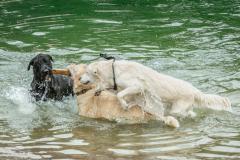 Pohjavesiperäinen pihalampi - koiraleikit