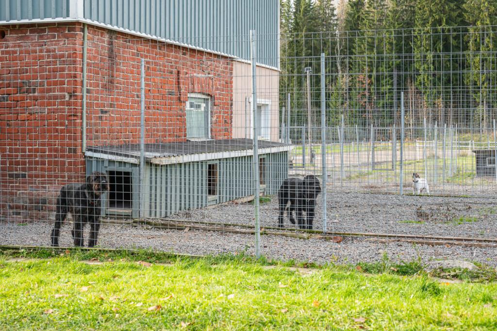Saravet Vähikkälä koirahoitola - ulkotarhat
