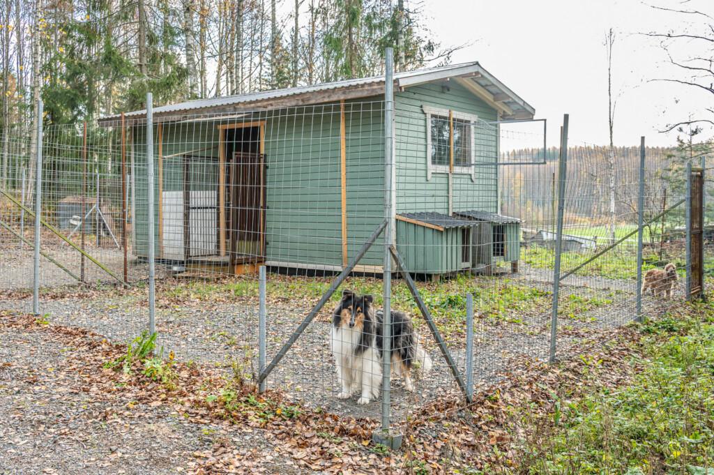Saravet Vähikkälä - vuonna 2024 valmistunut koirahoitola. Kuva: Anu Makinen / mainas.kuvat.fi